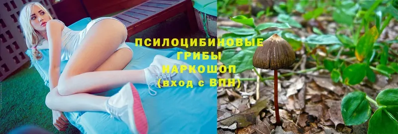 хочу наркоту  Краснознаменск  Галлюциногенные грибы Psilocybine cubensis 